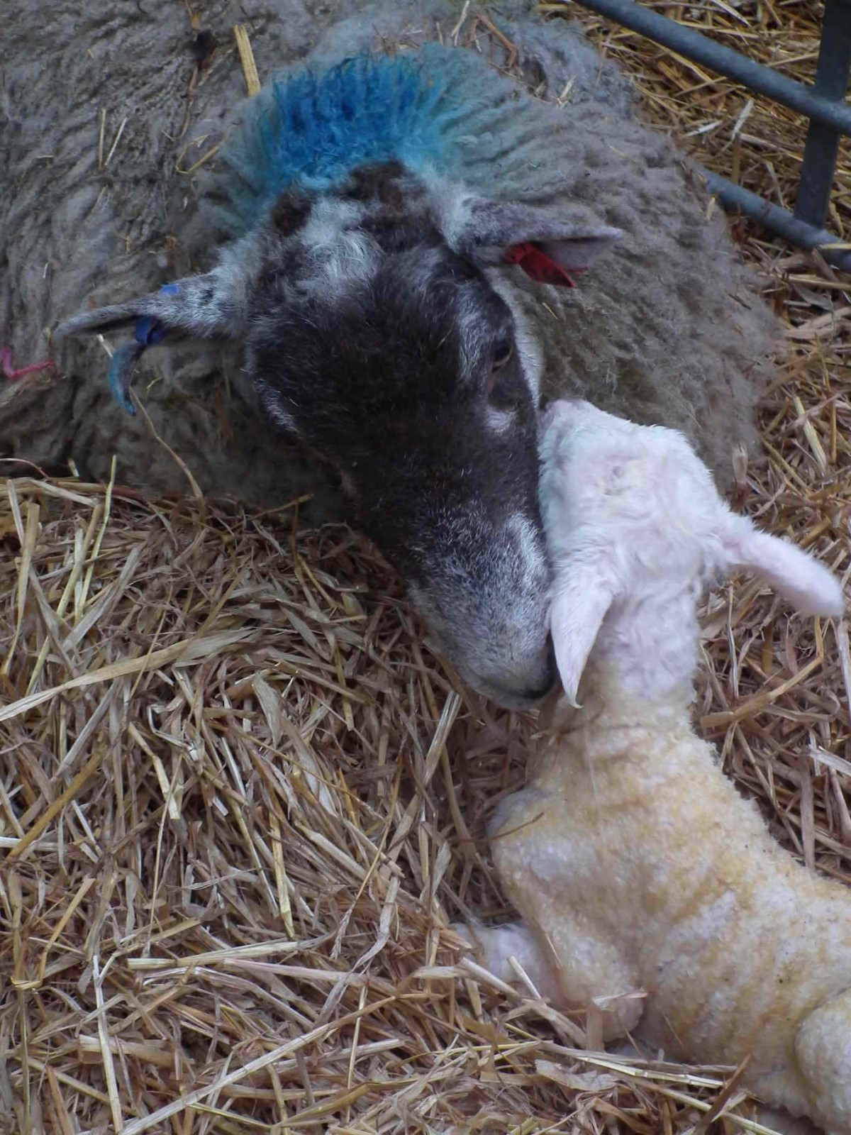 Bonding Together, Lamb | Sheep | Birth | Animal | Love