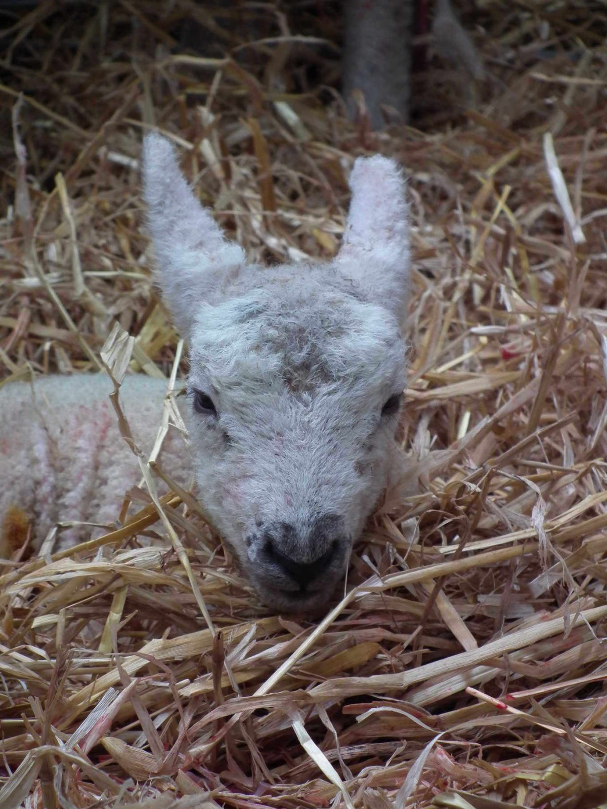 Newborn Lamb, Animal | Sheep | Lamb | Farm