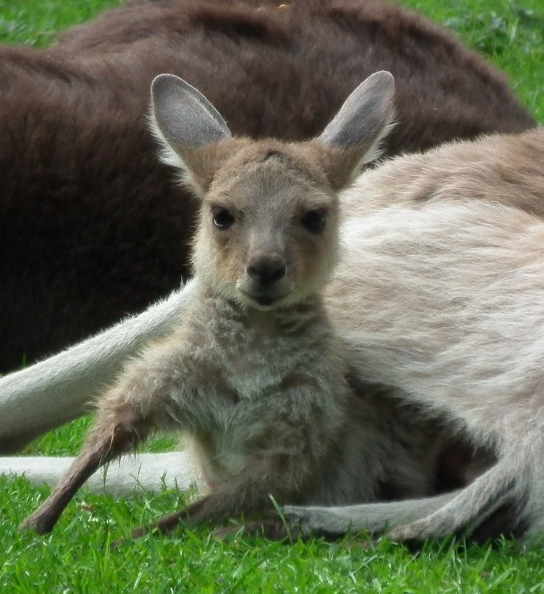 Baby Kangaroo, Animal | Brown | Baby | Nature | Australia | Kangaroo
