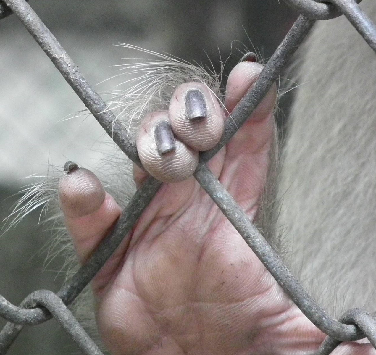 Monkey Claws, Monkey | Animal | Claw | Brown | Thailand