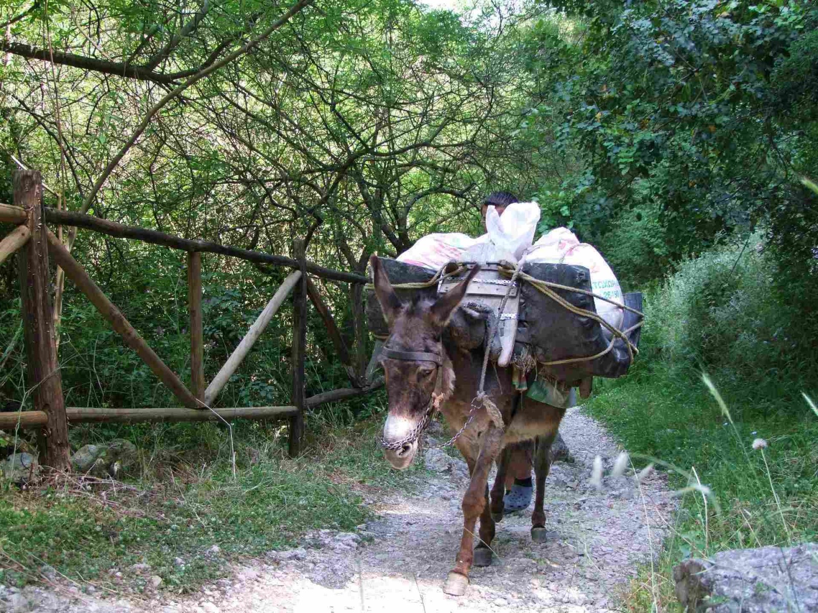 Donkey Transport, Animal | Donkey | Transport | Greece | Brown | Mule