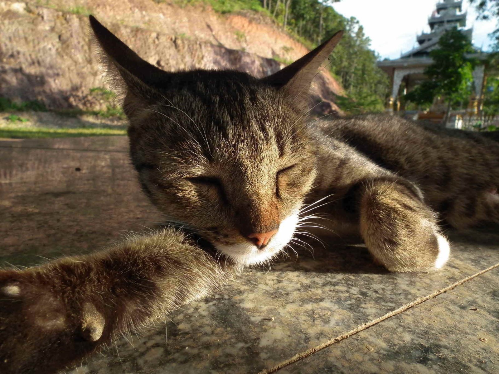 Sleepy Cat, Cat | Sleep | Animal | Fur | Thailand | Relax
