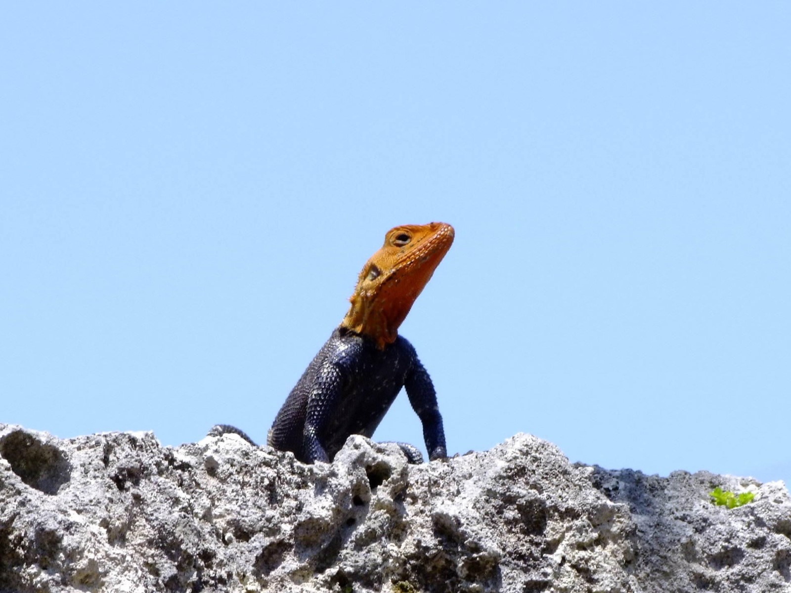 African Red-headed Agama