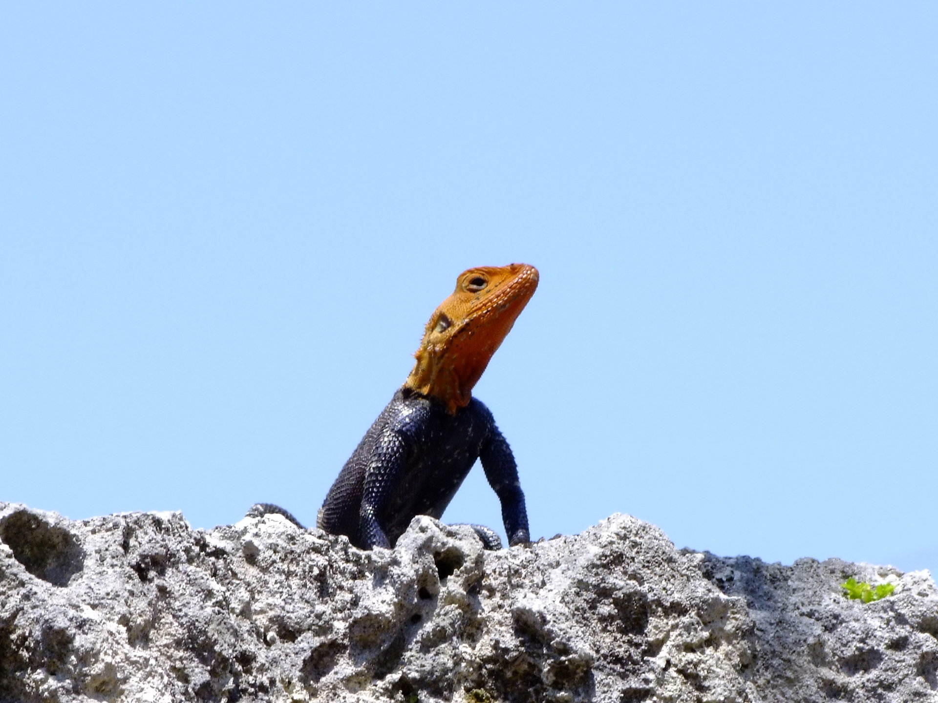 African Red-headed Agama - Animals, Lizard | Red | Rock | Florida | Coral | Reptile