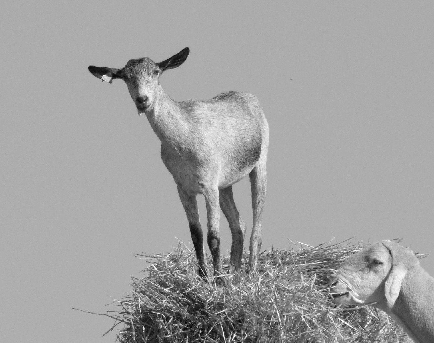Haystack Kid, Kid | Young | Goat | Hay | White | Black | Billy