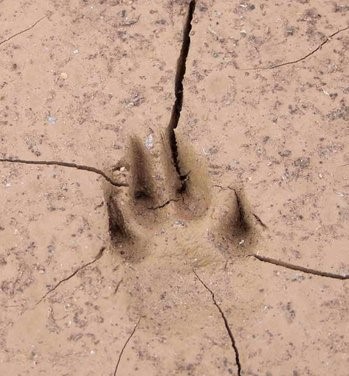 Cute Footprints, Foot | Animal | Print | Earth