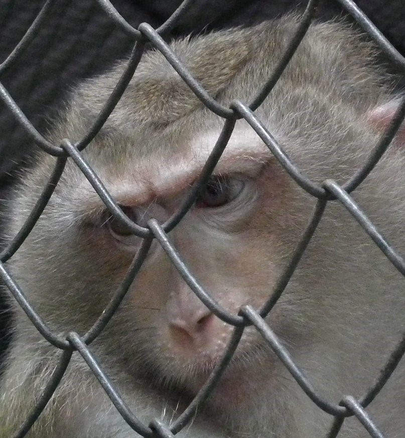 Monkey at Temple
, Monkey | Thailand | Cage | Brown