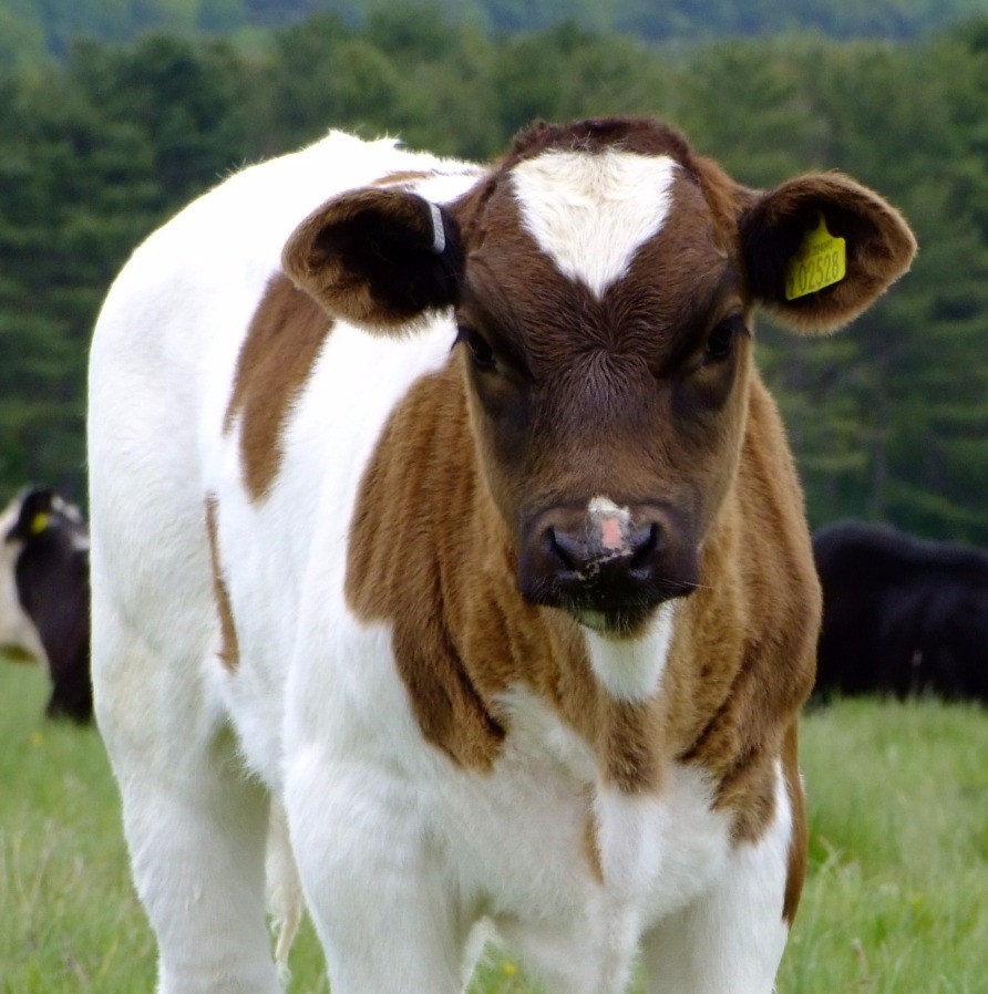 Curious Cow, Cow | Animal | Eyes | Brown | White | Farm