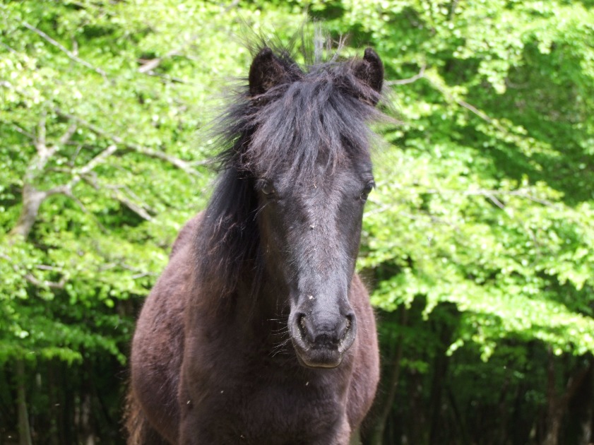 New Forest Pony, Forest | Pony | Horse | Hair | Wild | Animal | Brown | UK