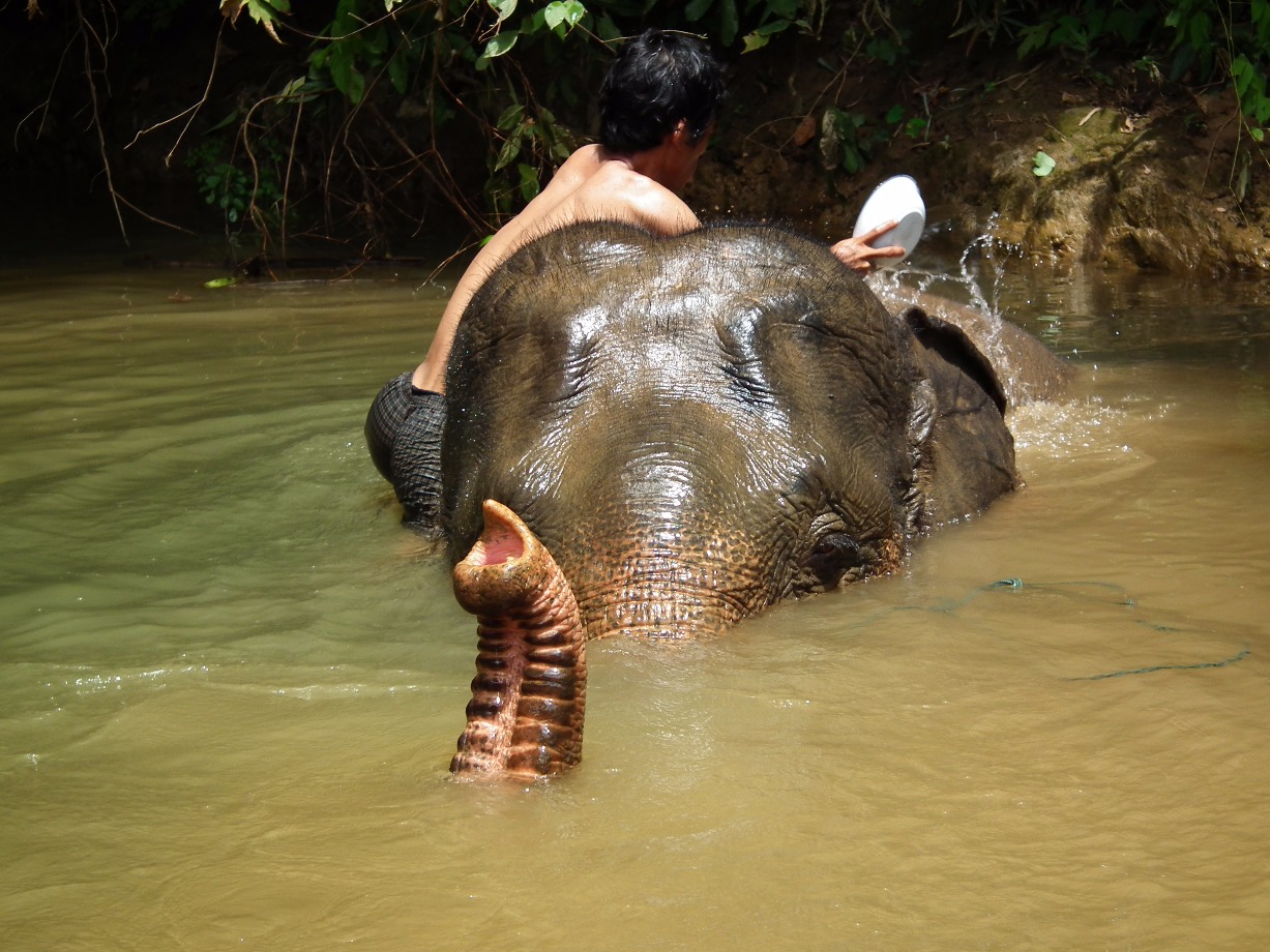 Bathing Elephants, Animal | Elephant | River | Mud | People | Water | Thailand | Bath