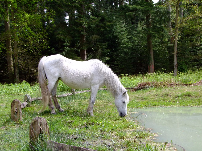 Pony Drinking, Pony | Water | White | Horse | Animal | Wild | Nature