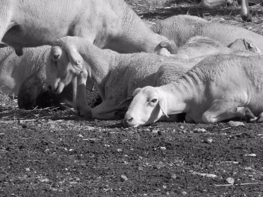Cheer Up, Sheep | Animal | Wool | Eyes | Earth | Ears | Countryside | Farm