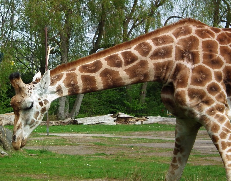 Feeding Giraffe, Animal | Pattern | Skin | Giraffe | Eye | Green | Brown | Tall