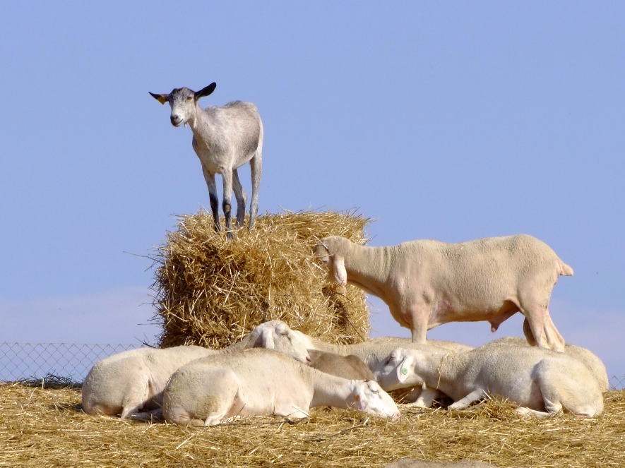 Top Of The Haystack, Goat | Young | Kid | King | Animal | Sheep | Hay | Blue | Sky | Farm