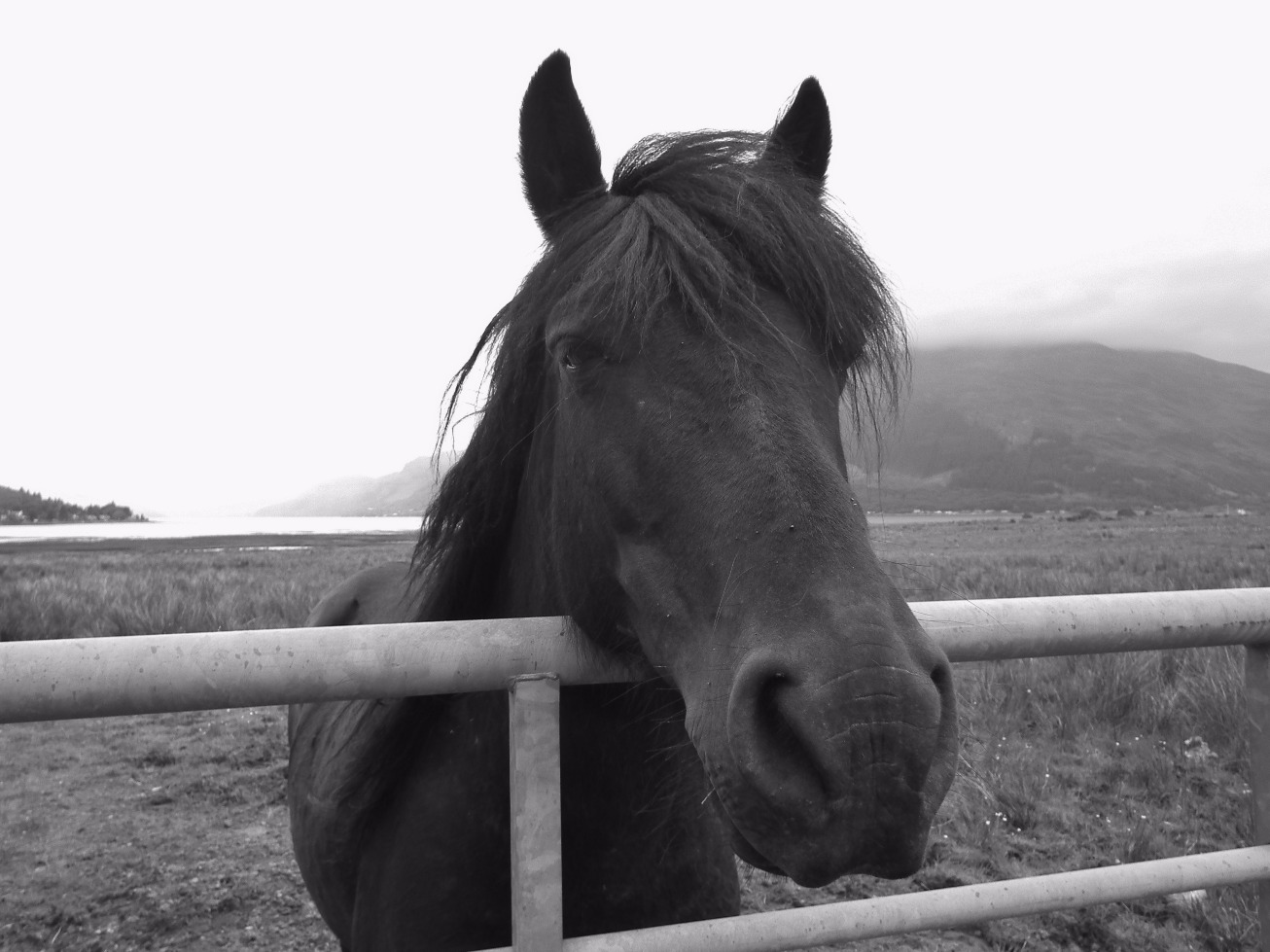 Communicating Horse, Animal | Horse | Fence | Eye | Hair | Happy | Sky | Mouth