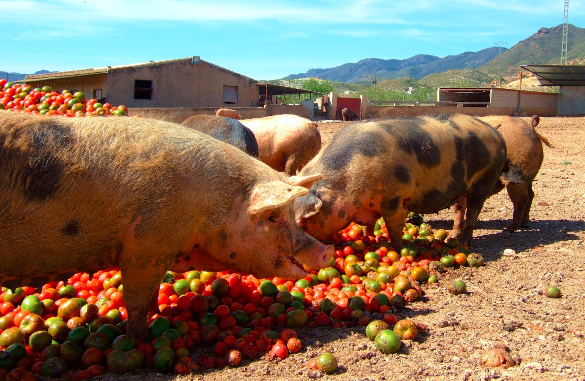 Pigs In Tomatoes