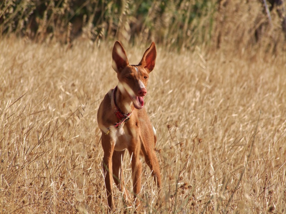 Hunting Dog, Animal | Dog | Eye | Eyes | Ears | Grass | Countryside