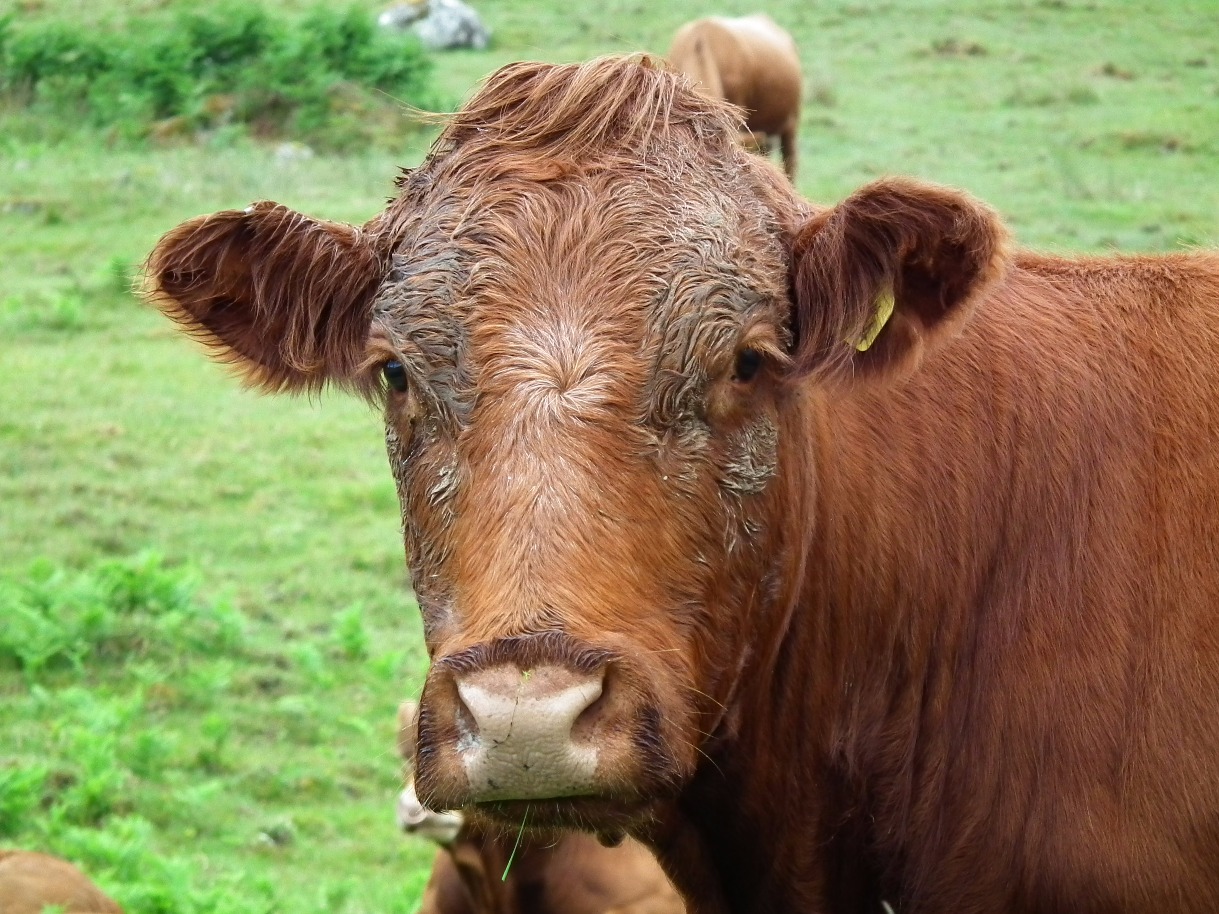 South Devon Cow, Animal | Cow | Brown | Eye | Eyes | Ears | Livestock | Grass | Cattle