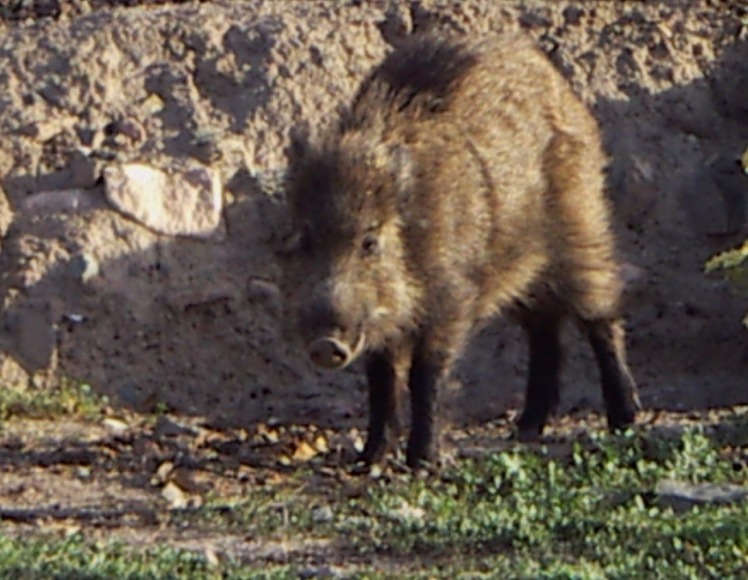 Wild Boar, Pig | Nature | Wild | Wildlife | Food | Foot | Eye | Animal | Leg | Legs