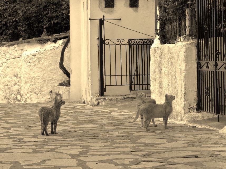 Aegean cats, Aegean | Cat | Animal | Greece | Fur | Furry | Island | Street | Road | Black and White