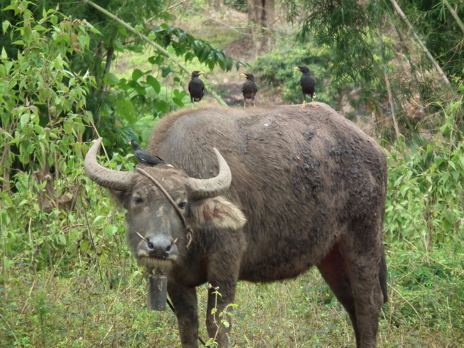 Asian Water Buffalo, Animal | Buffalo | Horned | Eyes | Bird | Mud | Asia | Water | Cattle | Tree | Plant | Grass | Countryside