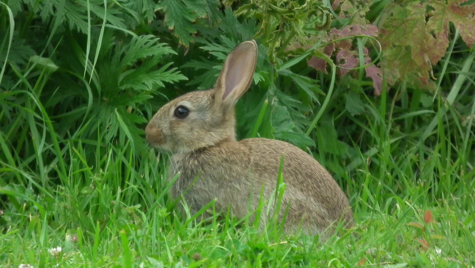 Young Rabbit, Rabbit | Young | Animal | Four Legged | Fur | Furry | Ears | Eye | Eyes | Wild | Wildlife