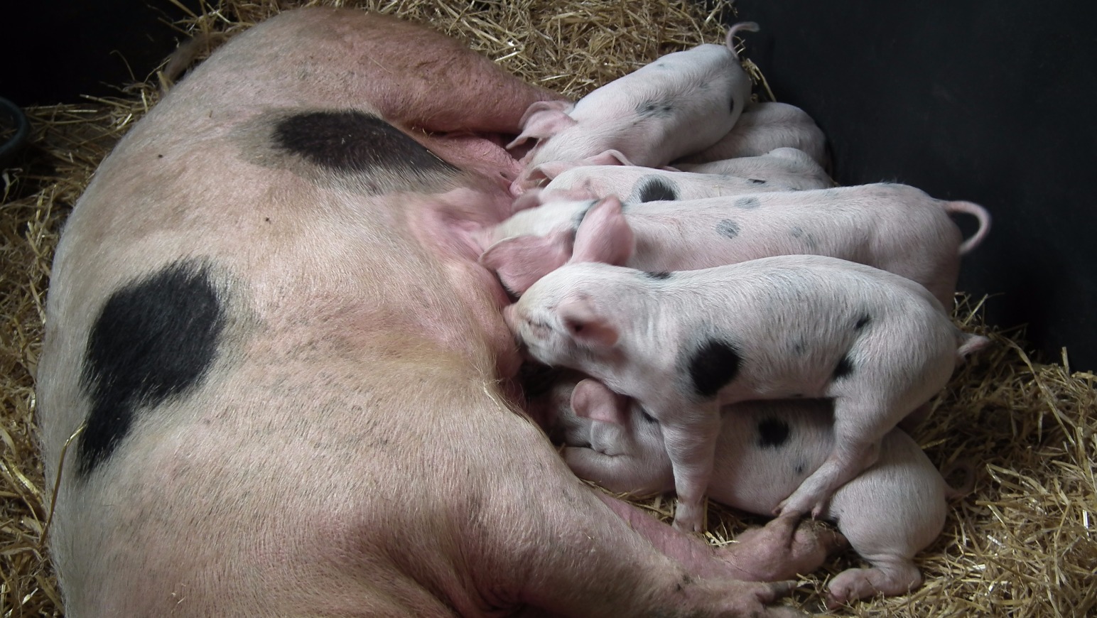 Piglets, Animal | Pig | Young | Baby | Piglets | Feed | Feeding | Milk | Mother | Farm