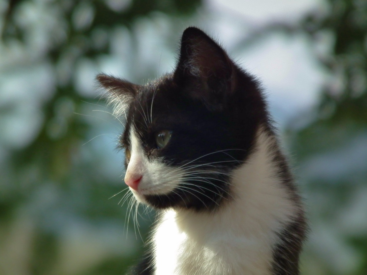 Bird watching, Cat | Kitten | Black | Black and White | White | Furry | Eye | Eyes | Animal | Cute