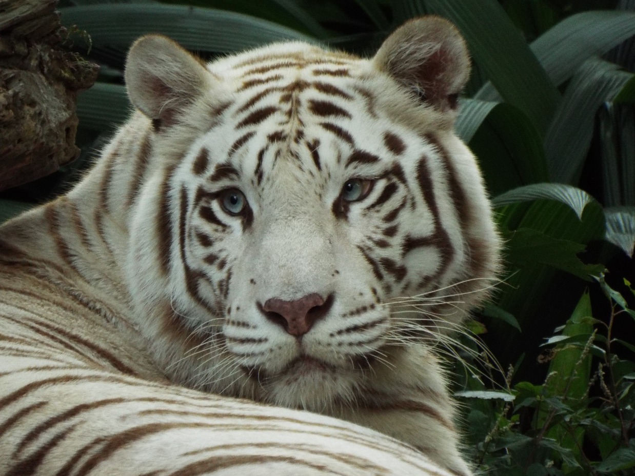 White Tiger, Tiger | White | Striped | Cat | Animal | Blue | Eyes | Furry | Fur | Singapore | Rare | Bengal