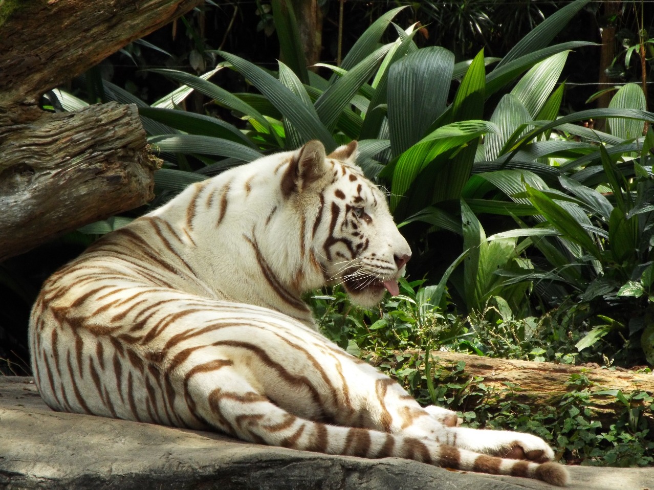 White Tiger, Tiger | White | Striped | Cat | Animal | Blue | Eyes | Furry | Fur | Singapore | Rare | Bengal