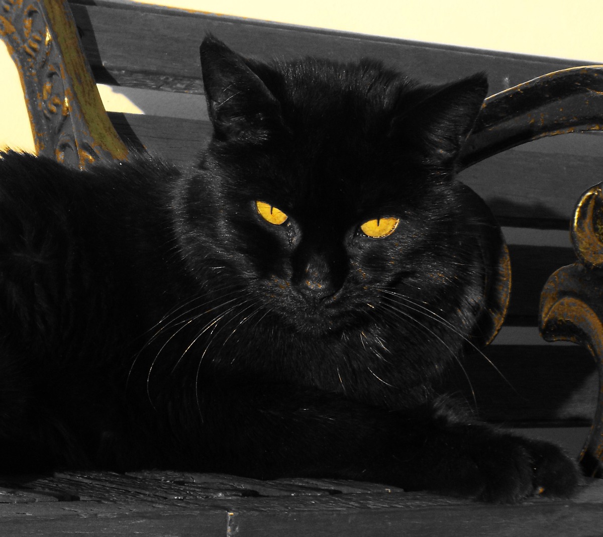 Black Cat, Cat | Eyes | Yellow | Fur | Furry | Pets | Animal