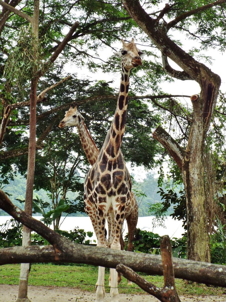 Two Headed Giraffe, Giraffe | Skin | Animal | Head | Eye | Eyes | Tree | Nature | Photography | Print