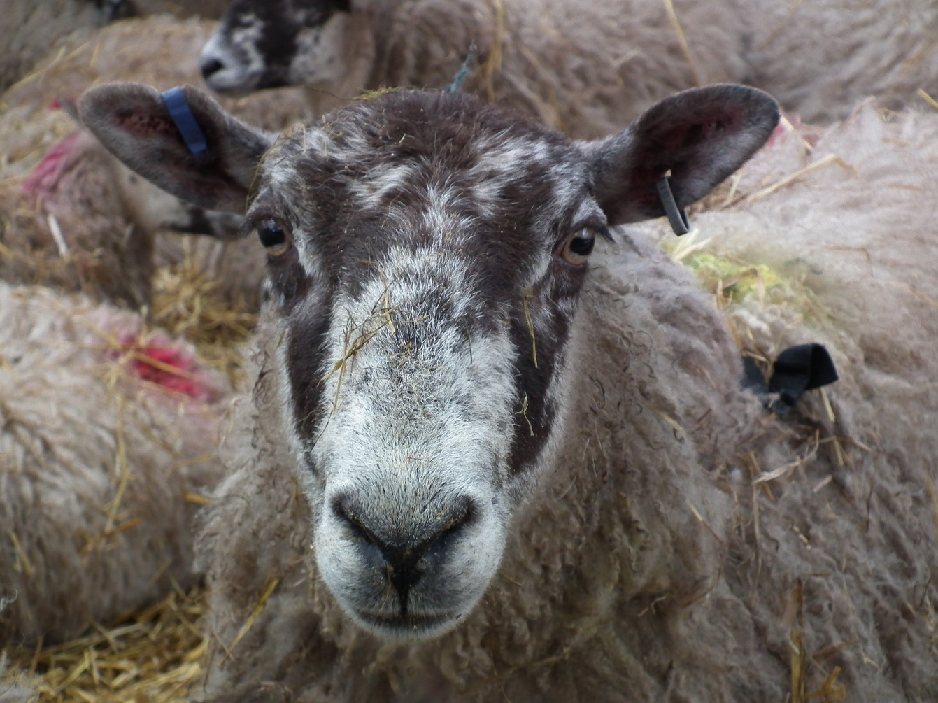 Look Into My Eyes, Sheep | Animal | Wool | Eyes | Farm | Livestock | Hay | Countryside | Life