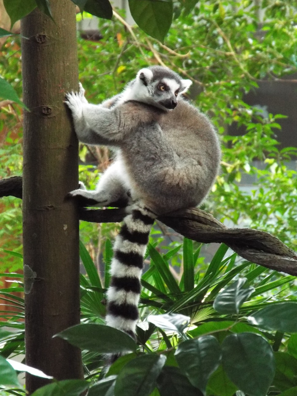 Raccoon, Animal | Fur | Furry | Striped | Nature | Tree | Leaf | Leaves | Green | Face | Tail