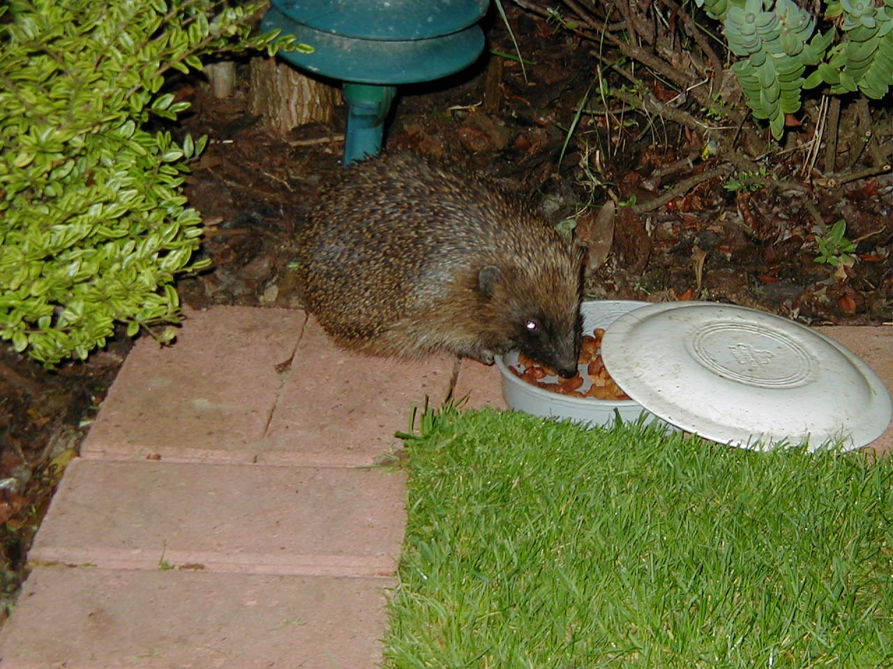 Hedgehog Feeding , Animal | Garden | Grass | Food | Spike | Brick | Nature | Hedgehog | Eye