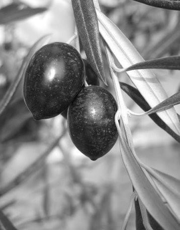 Black Olives, Food | Black | Tree | Mediterranean | Fruit | Olive