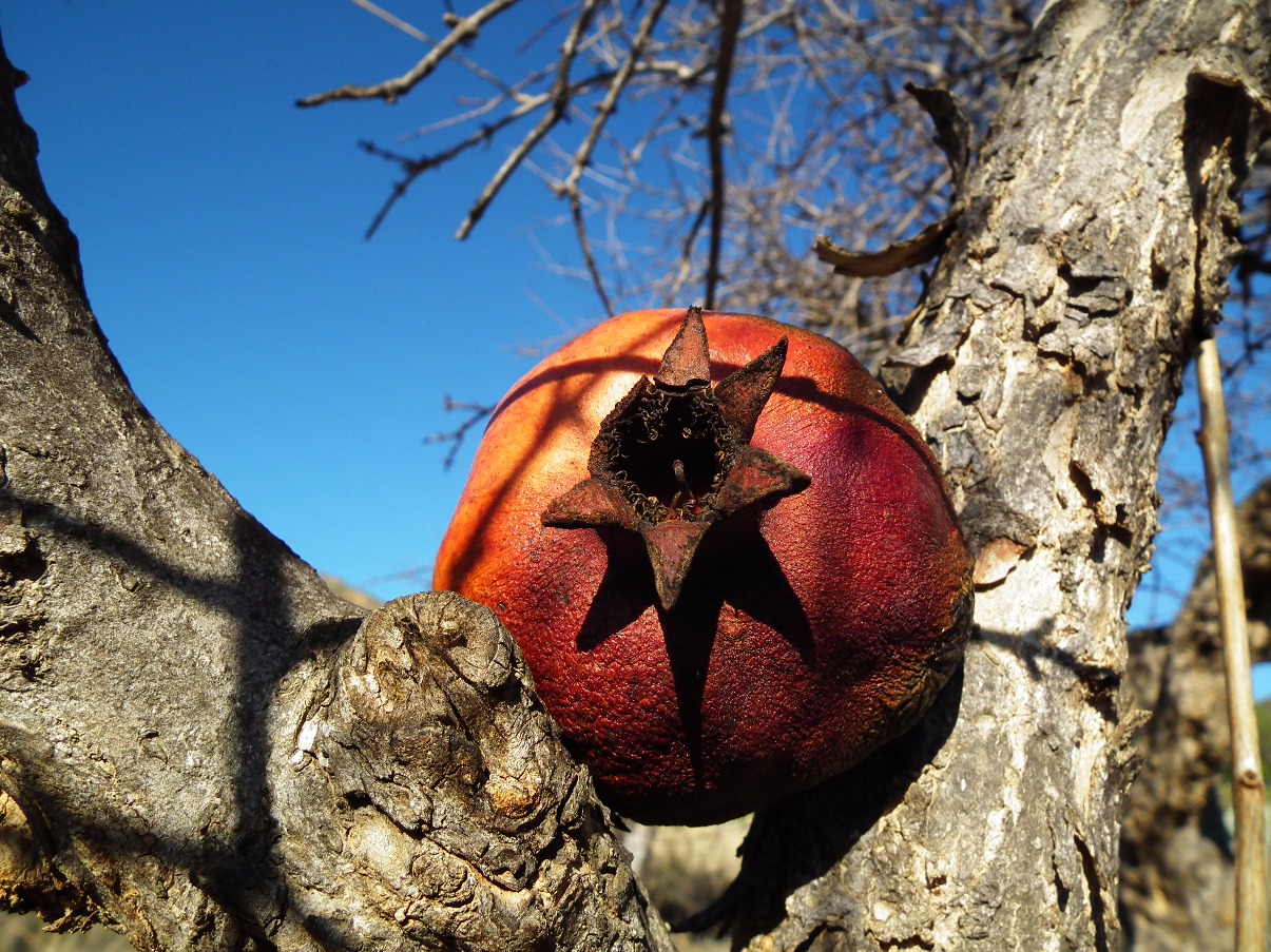Pomegranate, Red | Fruit | Tree | Mediterranean | Sky | Leaf | Healthy