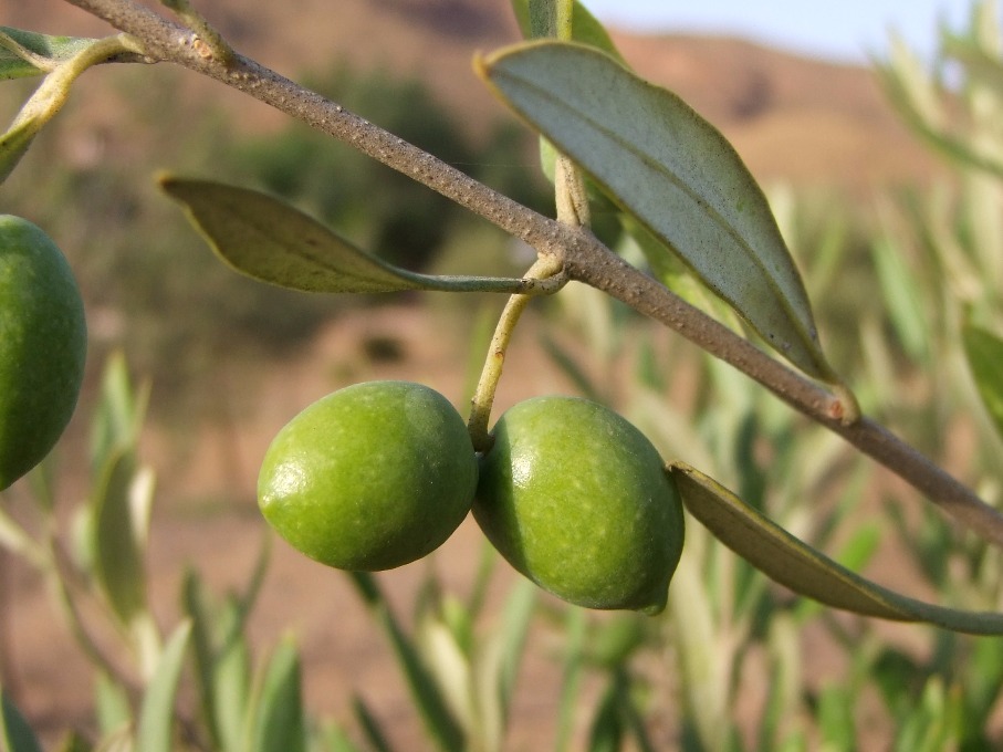Green Olives, Greece | Green | Medicinal | Mediterranean | Food | Tree | Spain | Spanish | Healthy | Oil