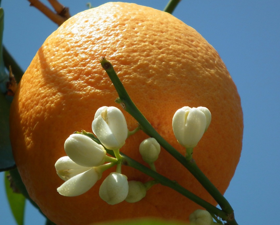 Orange And The Blossom, Orange | Bloom | Blossom | Flower | Fruit | Food | Sweet | Organic