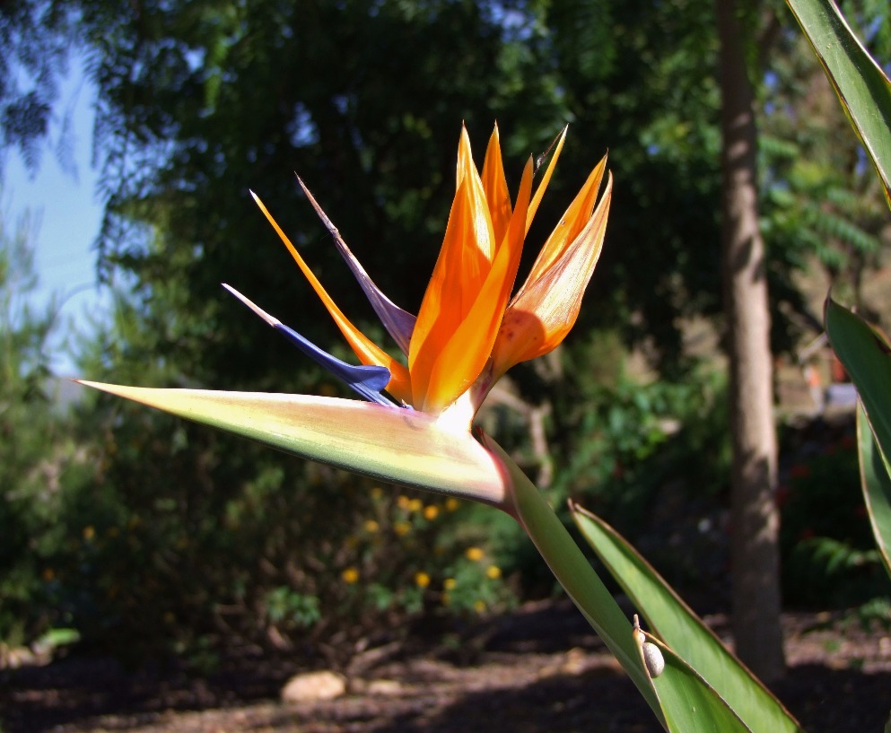 Birds Of Paradise - Flowers, Flower | Birds | Paradise | Plant | Orange | Green | Leaf | Leaves | South Africa | Beauty | Colour