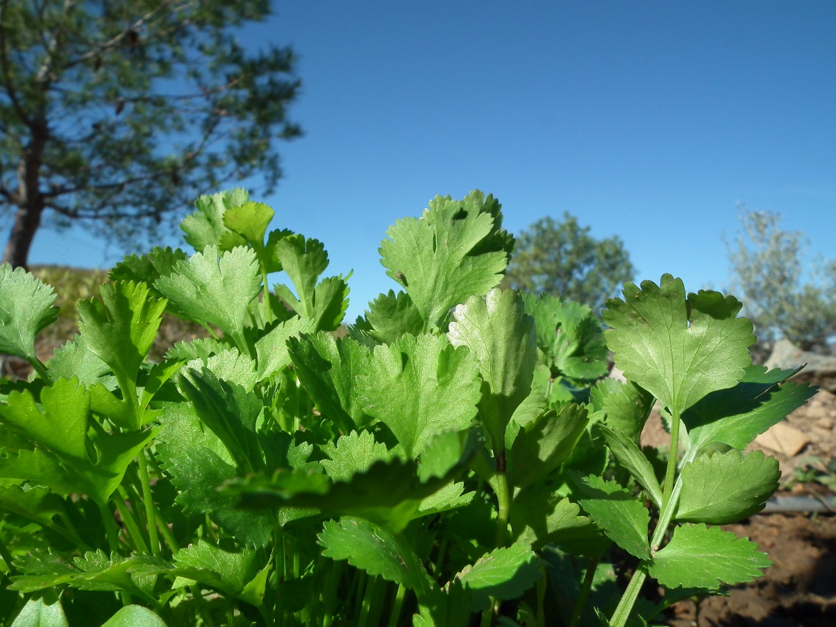 Fresh Coriander, Food | Green | Leaf | Leaves | Edible | Herb | Blue | Sky | Healthy