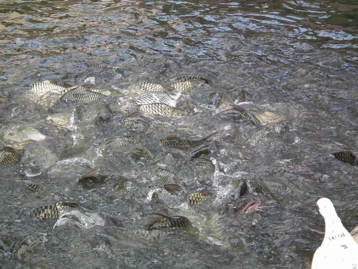 Feeding Fish, Fish | Fishing | Food | River | People | City | Thailand