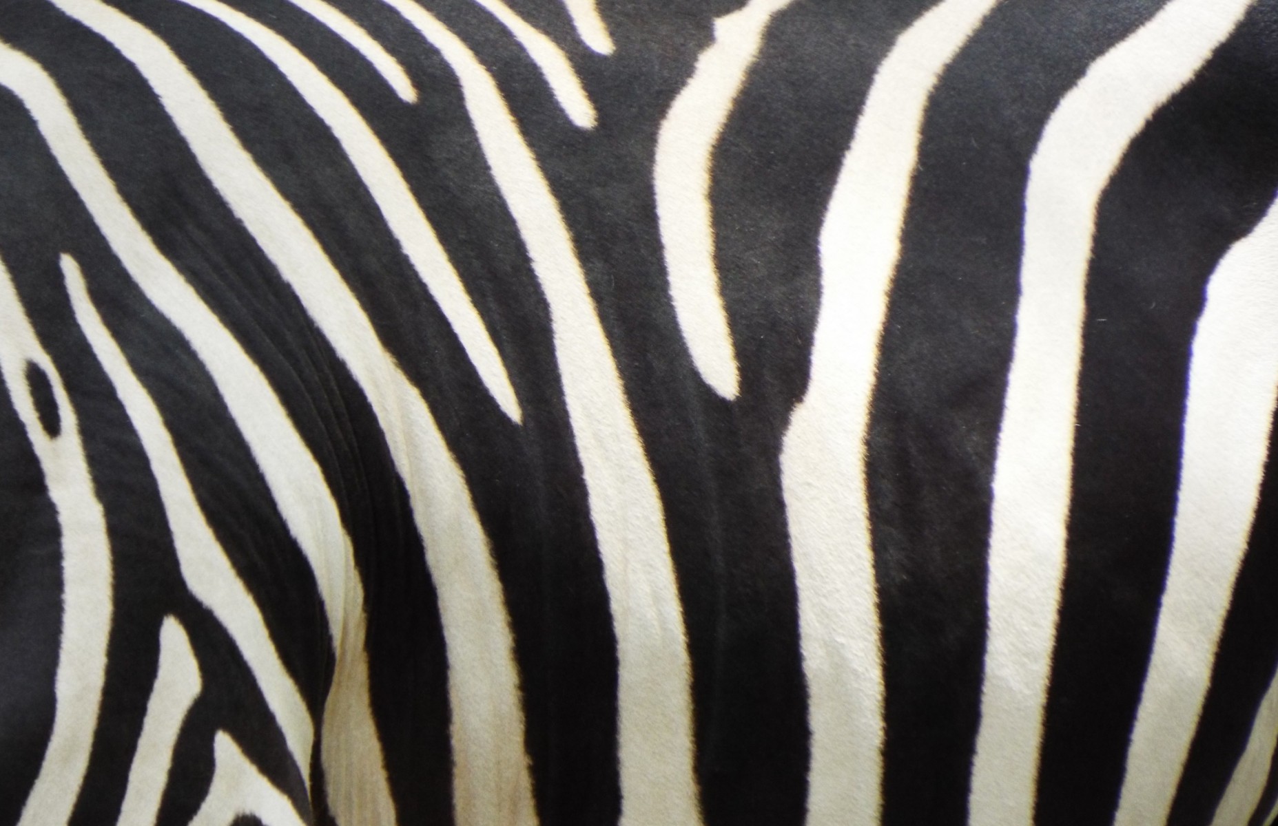 Zebra skin