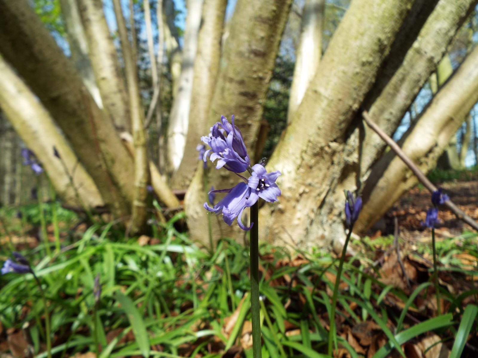 Bluebell in the forest