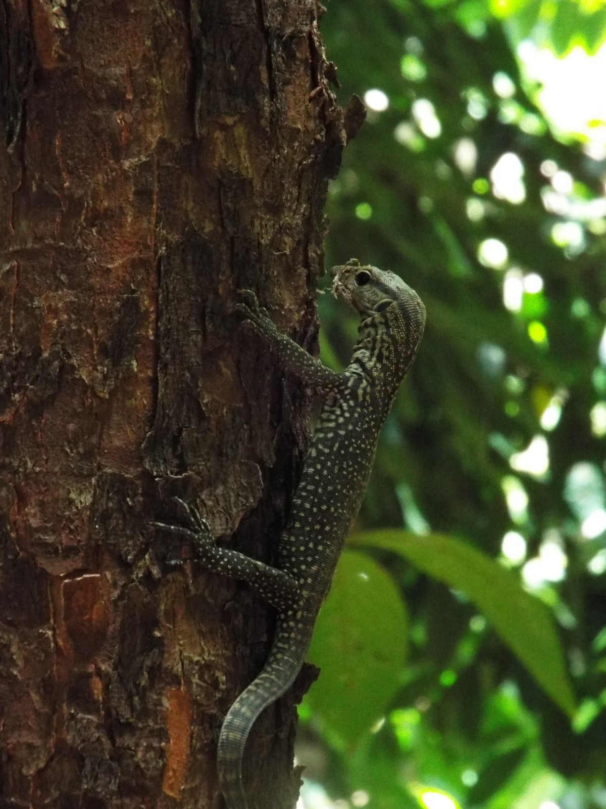 Lizard climbing up the tree