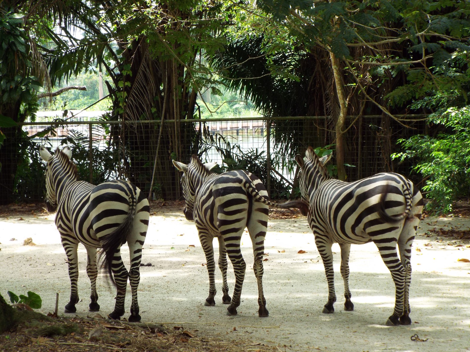 Zebras bottoms up