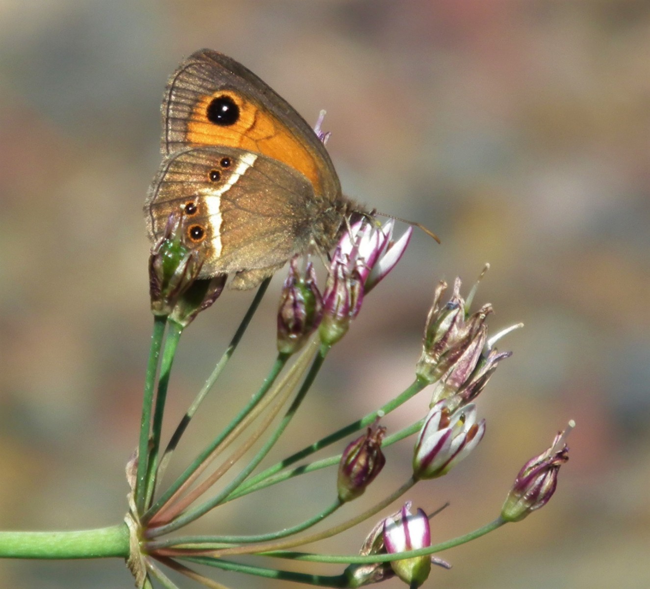 Common Buckeye butterfly