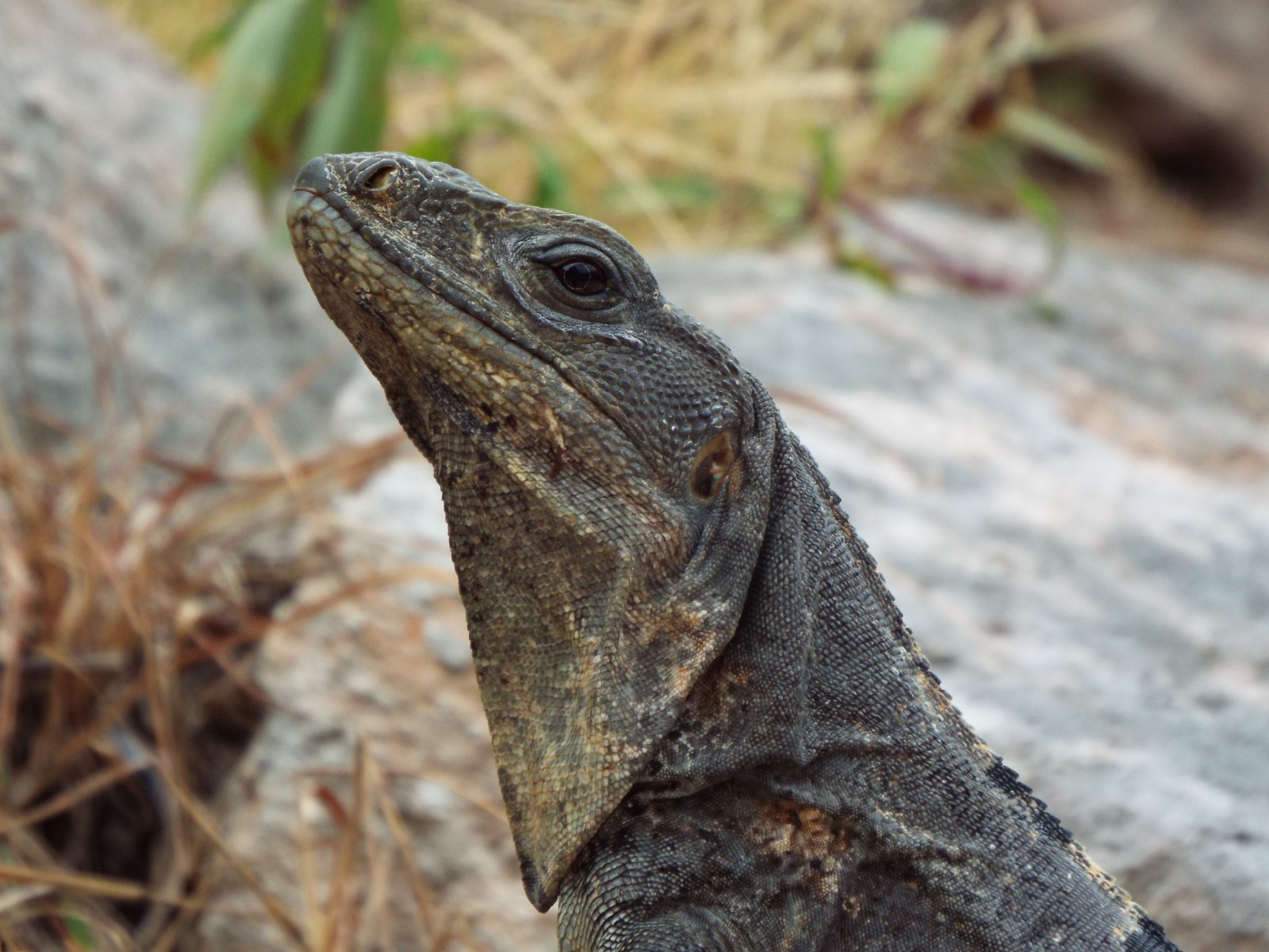 Iguana proud to living at Uxmal