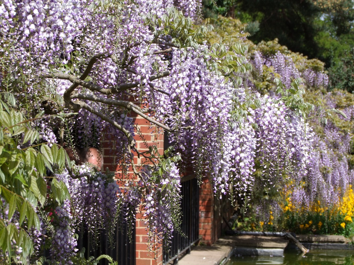 Wisteria Blooming