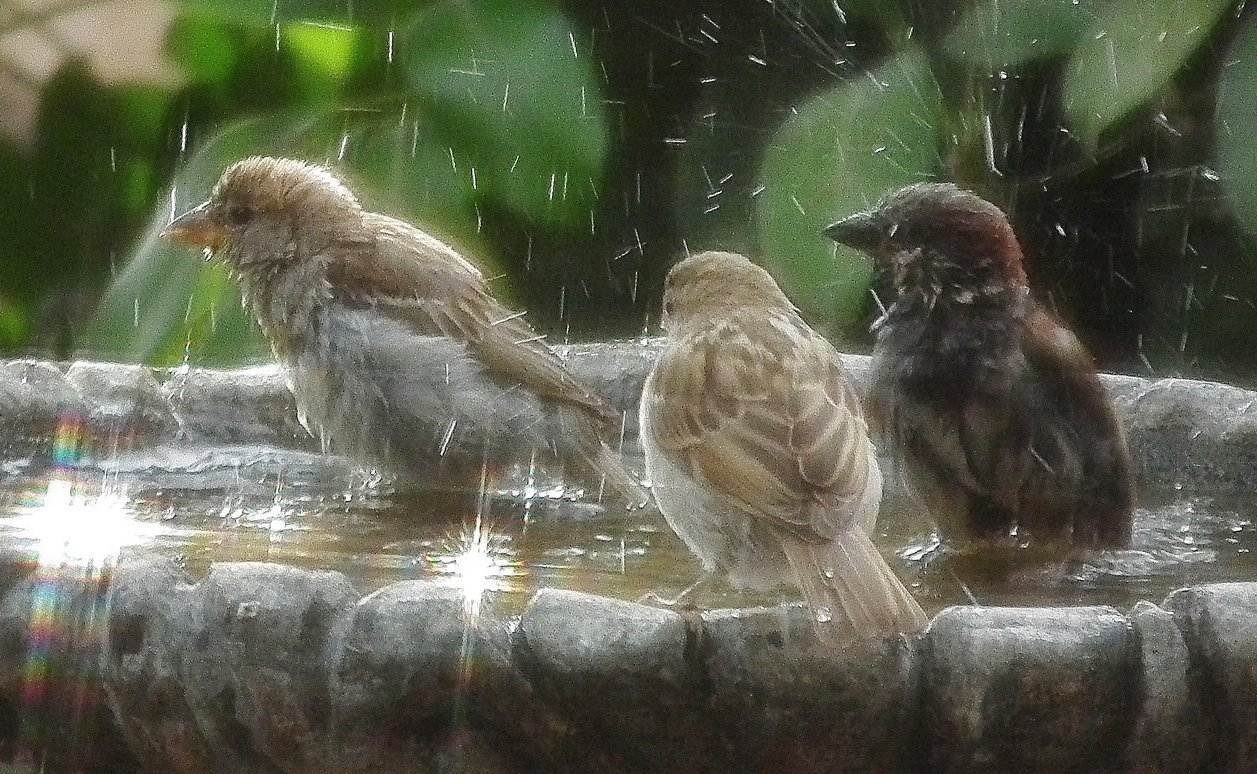 Sparrows Bathtime